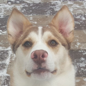 Meet your Posher, Isaiah